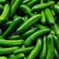 Cucumber