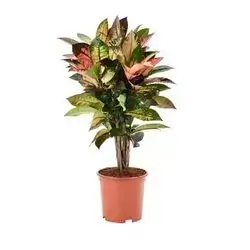 Croto Artificial Plant 100cm
