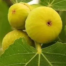 هەنجیر