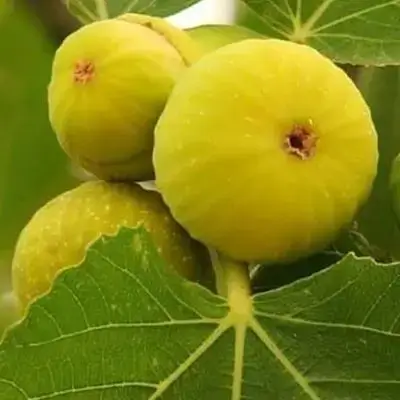 هەنجیر
