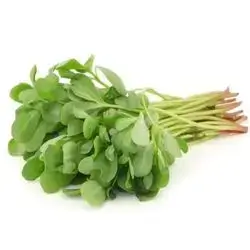 Purslane
