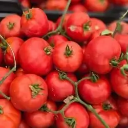 Tomato