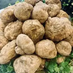 White Truffle