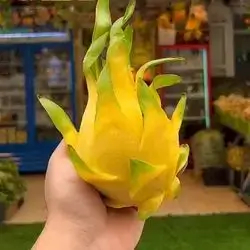 Yellow Dragon