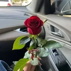1 Rose