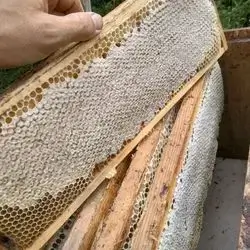 Original domestic honey