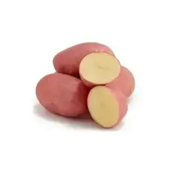 potato Red