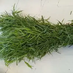 Tarragon