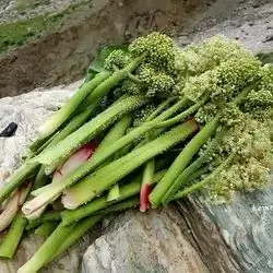 Rhubarb