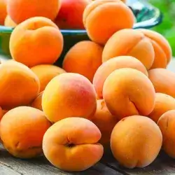 Irani Apricot