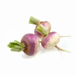 Turnip