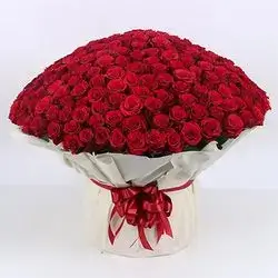 500 Red Roses