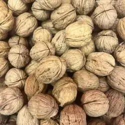 Walnut