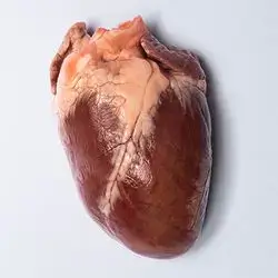 Veal Heart