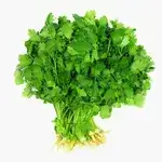 Cilantro
