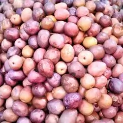 Greek Olives