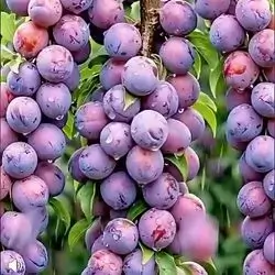 Red Plum Local