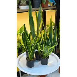 Snake Plant (Small)