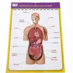 بوستةر اعضاء الجسمالانسان الداخيلة