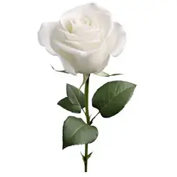 Single Flower - White