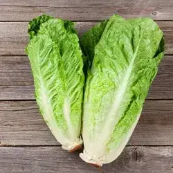 Lettuce