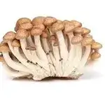 Brown Bunashimeji Mushroom