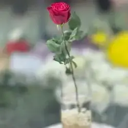 Rose Flower