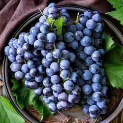 Iraqi Olive Grape