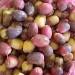 Barban Dates