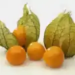 Golden Berry Plate