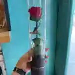Forever Rose