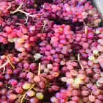Red Grapes