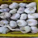 Local Garlic