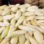 White Onion For Dolma
