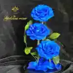 A glass bell containing a Forever rose