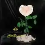 A glass bell containing a Forever rose