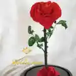 A glass bell containing a Forever rose