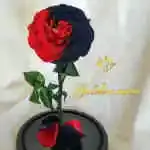 A glass bell containing a Forever rose