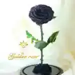 A glass bell containing a Forever rose