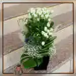 Flower Basket