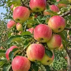 Green sour apples