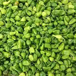 Chilli Green Pepper