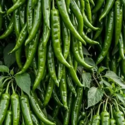 Chilli Pepper