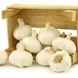 Garlic