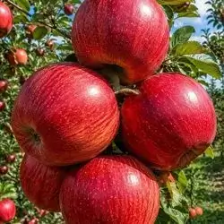Red Apple