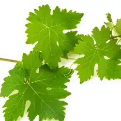 Alsaqal Grape Leaves 