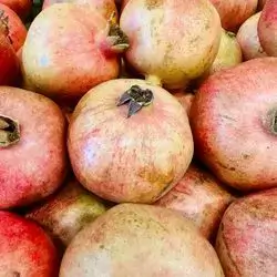 African Pomegranate