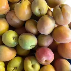 Apricot