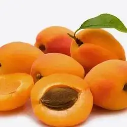 Apricot