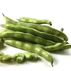 Broad Bean
